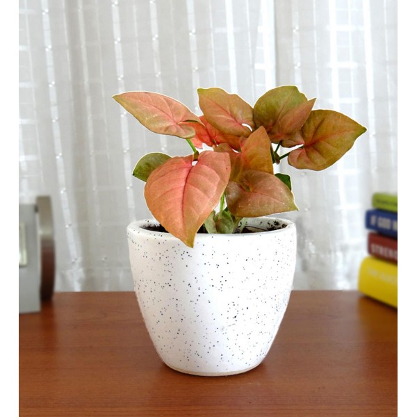 Air Purifying Plant Syngonium Air Purifying Plant Syngonium