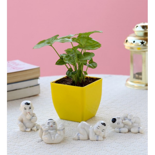 Air Purify Syngonium Plant in Yellow Pot Air Purify Syngonium Plant in Yellow Pot