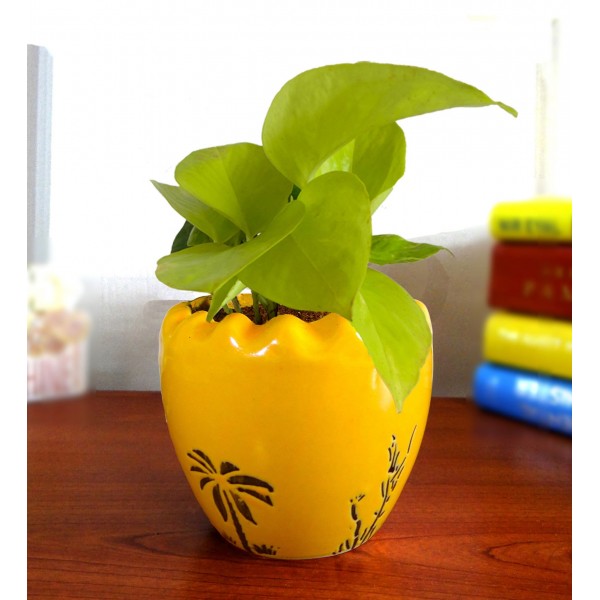Golden Money Plant Golden Money Plant