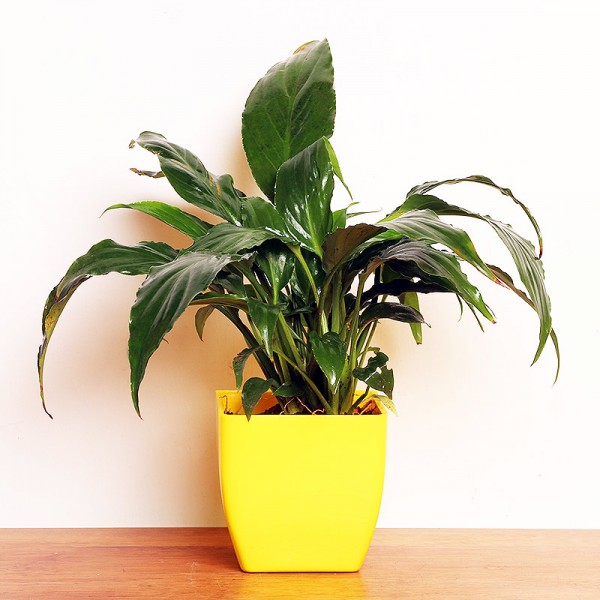 Air Purifying Plant Air Purifying Plant