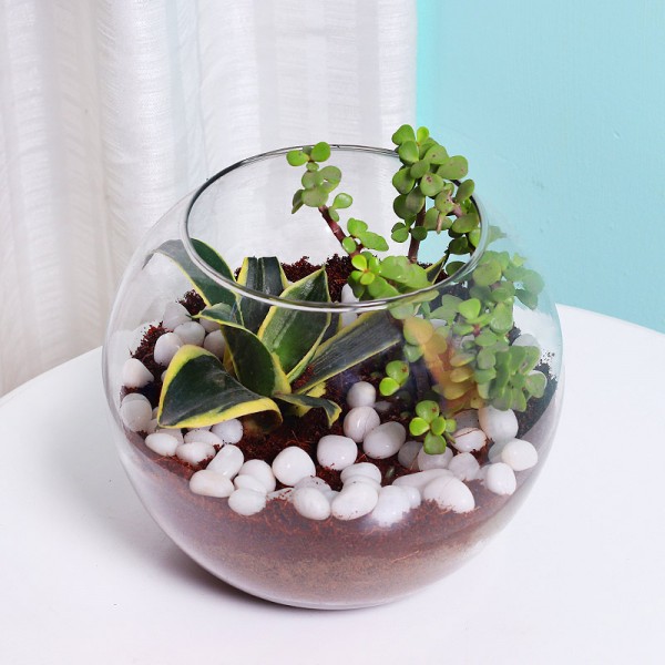 Air Purifying Plant and Foliage Plant Air Purifying Plant and Foliage Plant