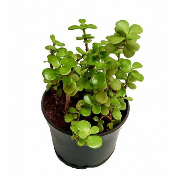 Bulby Green Jade Bulby Green Jade