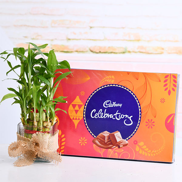 2 Layer Lucky Bamboo with Chocolate for Sweetness 2 Layer Lucky Bamboo with Chocolate for Sweetness