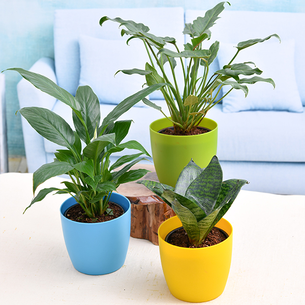 Amazing Office Desk Plants Amazing Office Desk Plants