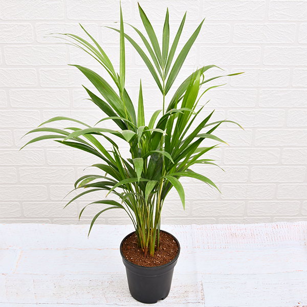 Areca Palm Plant Areca Palm Plant