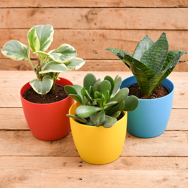Beautiful Table Top Office Desk Plants Beautiful Table Top Office Desk Plants