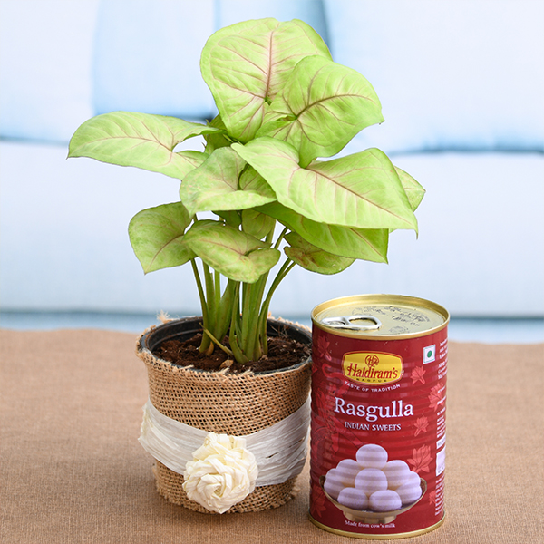 Celebration with Syngonium and Rasgulla Celebration with Syngonium and Rasgulla