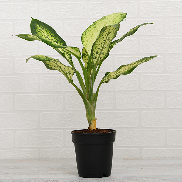 Dieffenbachia Amoena Tropic Snow Plant Dieffenbachia Amoena Tropic Snow Plant