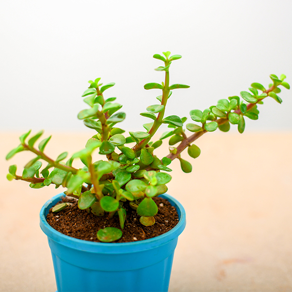 Jade Plant along with colored pot Jade Plant along with colored pot