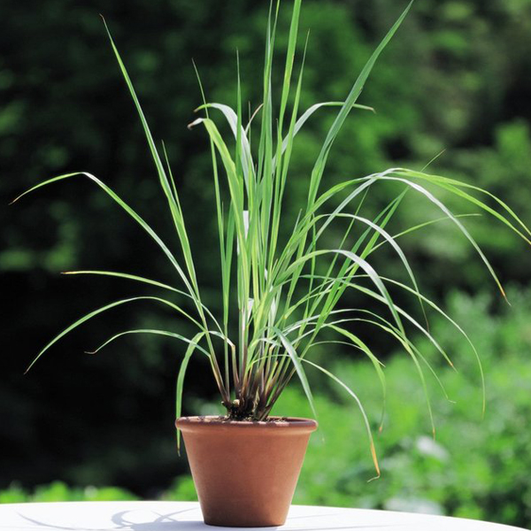 Lemon Grass Plant Lemon Grass Plant