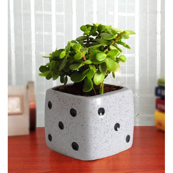 Natural Jade Plant In White Dice Ceramic Pot Natural Jade Plant In White Dice Ceramic Pot