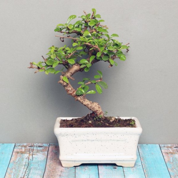 Good Health Bonsai Plant Good Health Bonsai Plant