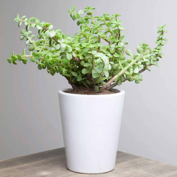 Lively Jade Plant Lively Jade Plant