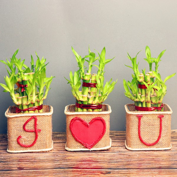 Lucky Charm Plant Lucky Charm Plant