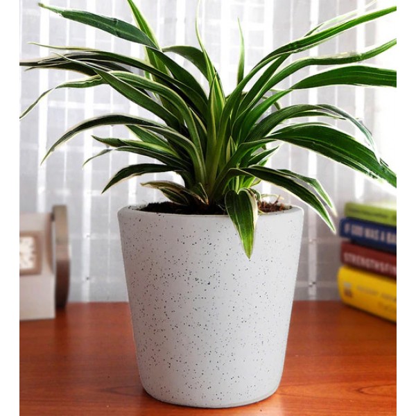 Potted Spider Plant Potted Spider Plant
