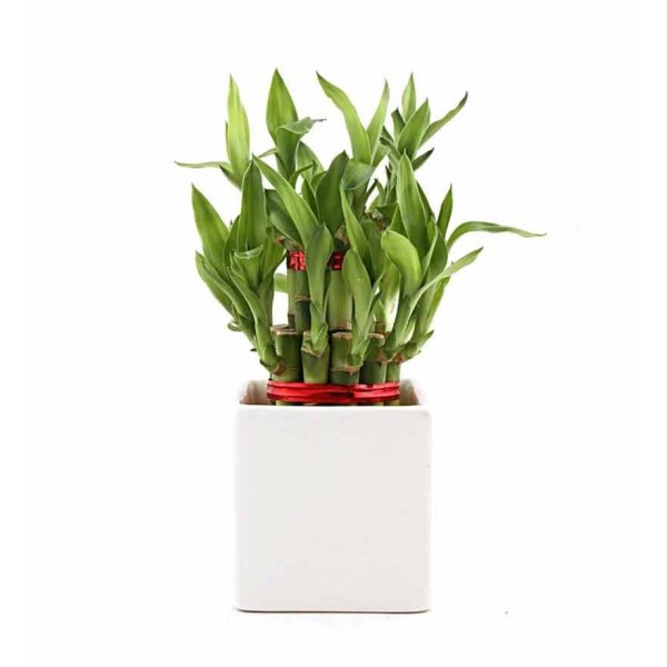 Snowy Lucky Bamboo Snowy Lucky Bamboo